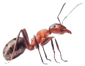 ant
