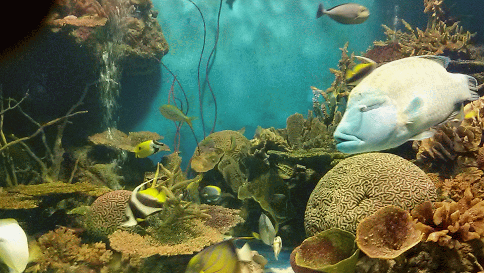 aquarium