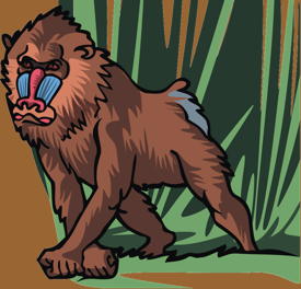 baboon