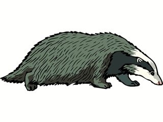 badger