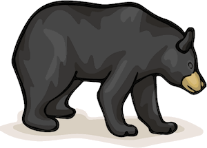 bear