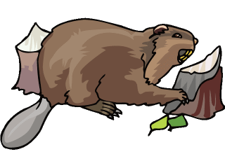 beaver