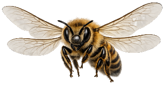 bee