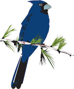 bird