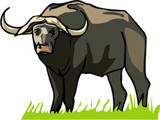 buffalo