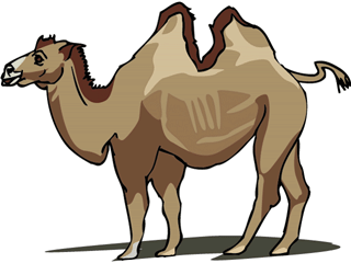 camel