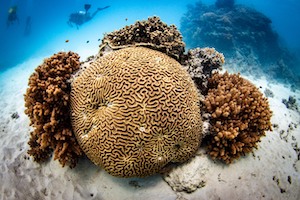coral