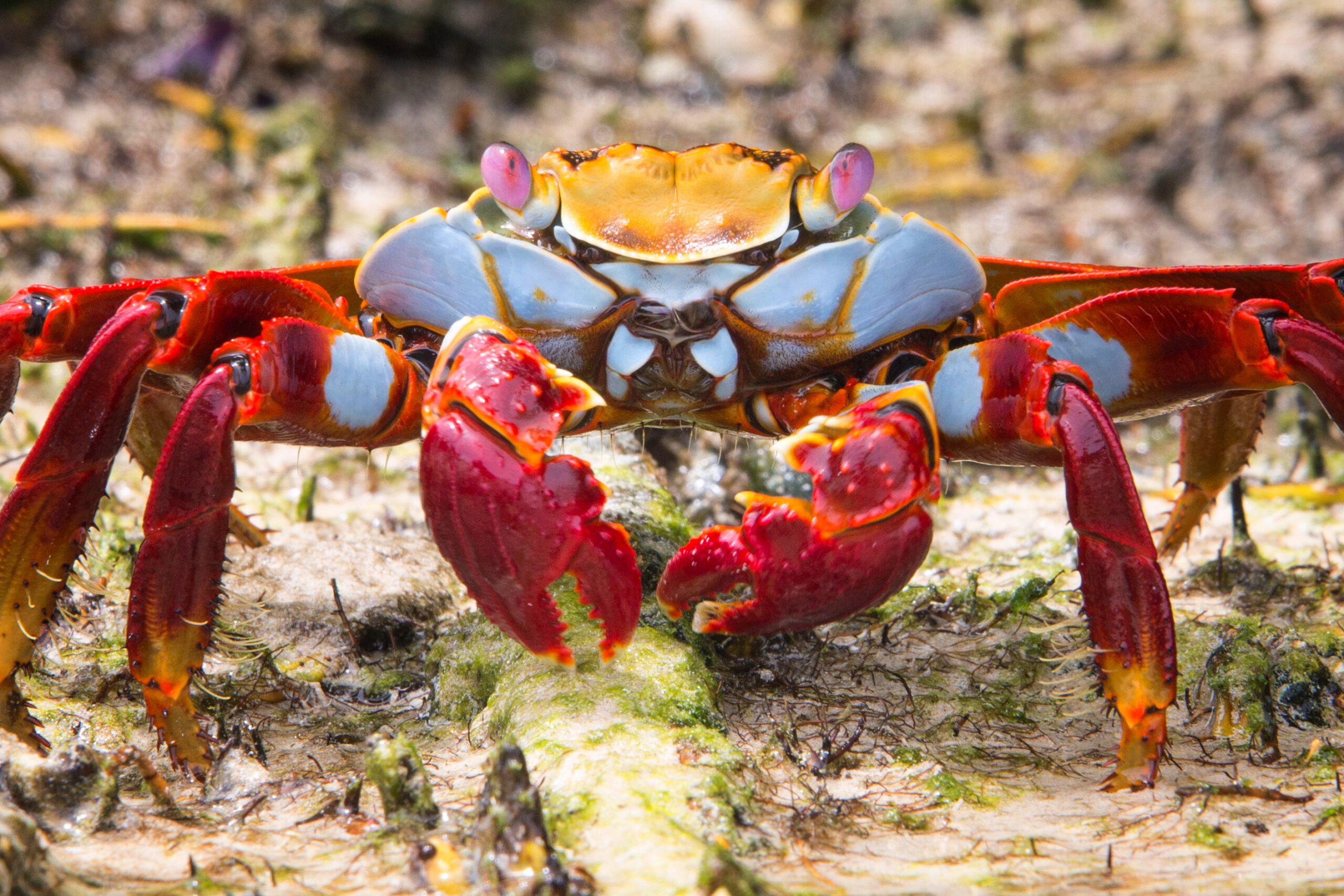 crab