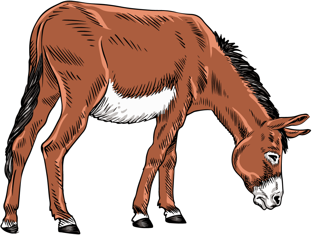 donkey