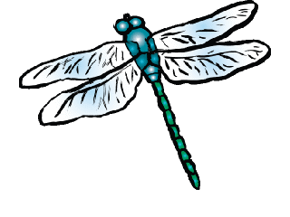 dragonfly