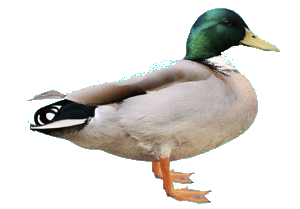 xxxxxx