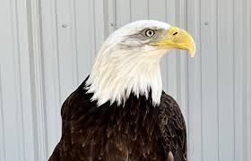 eagle