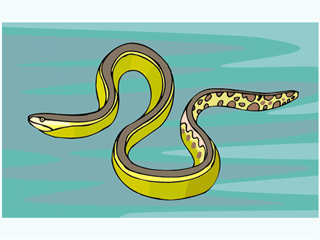 eel