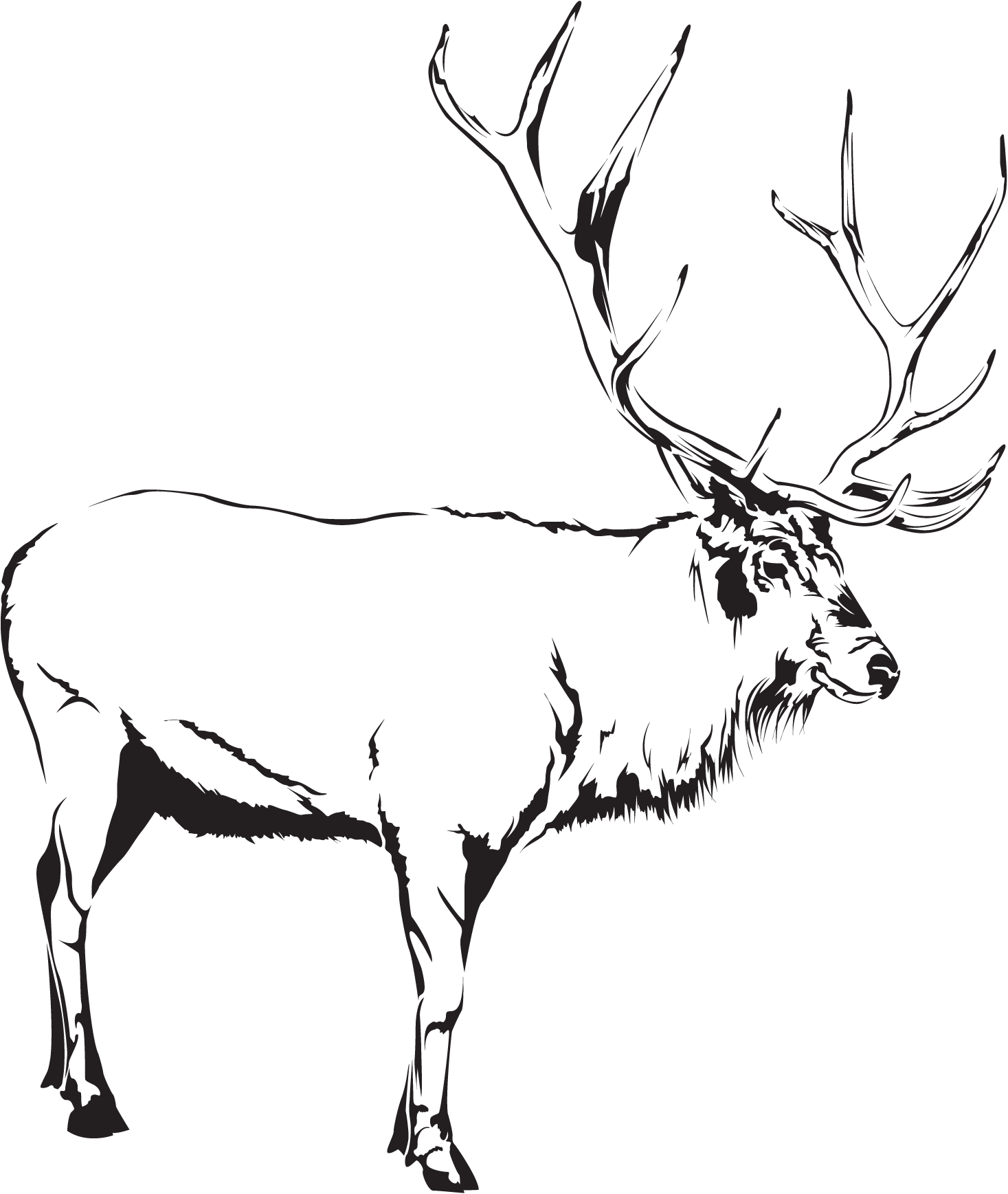 elk