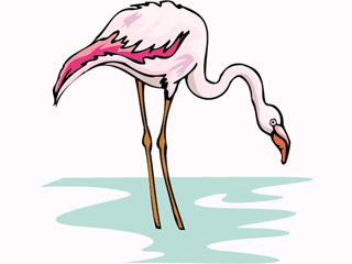 flamingo