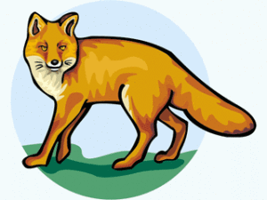 fox