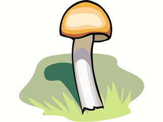 fungus