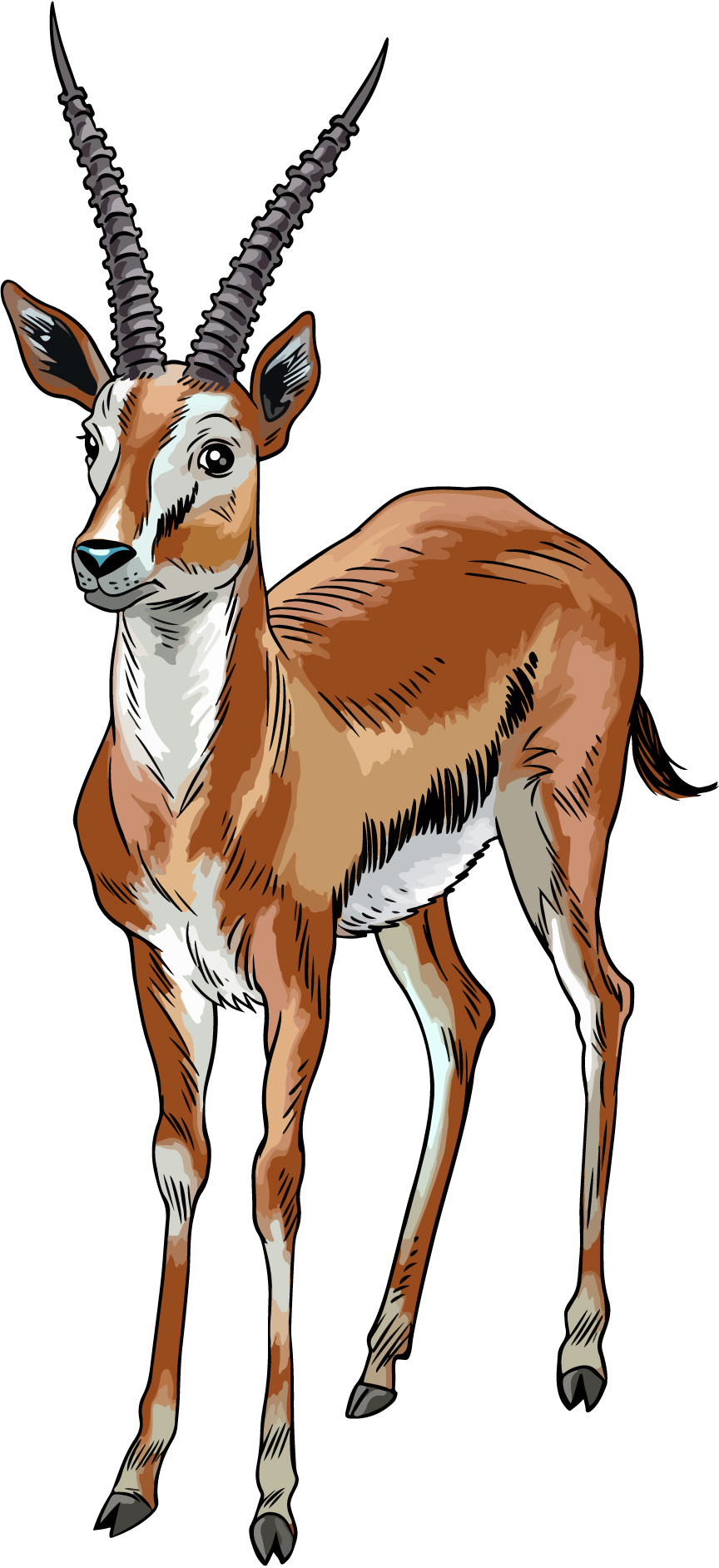gazelle