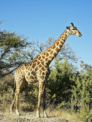 giraffe