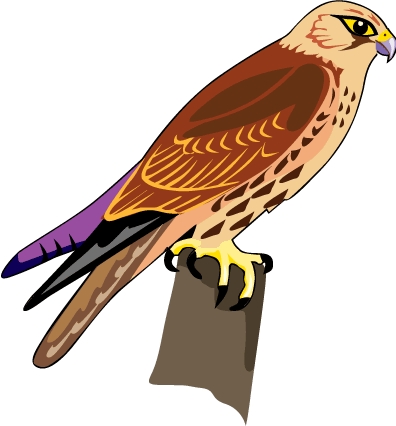 hawk
