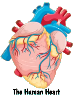 heart