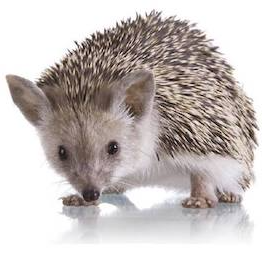 hedgehog