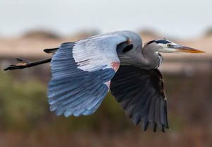 heron