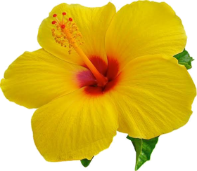hibiscus