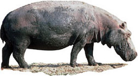 hippopotamus