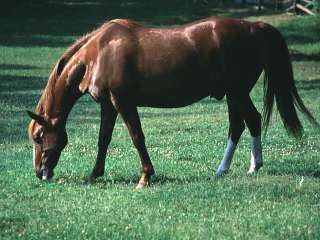 horse