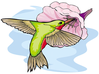 hummingbird