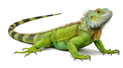 iguana