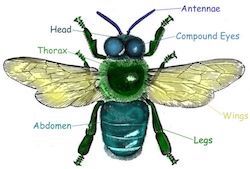 insect
