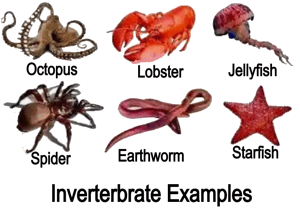 invertebrate