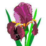 iris