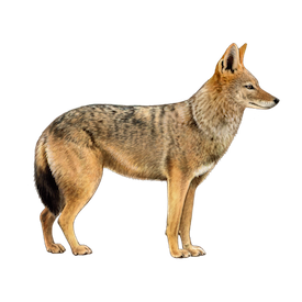 jackal
