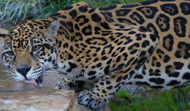 jaguar