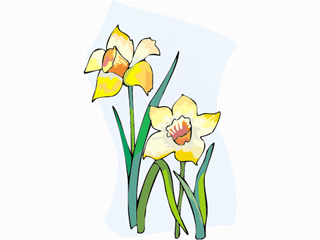 jonquil