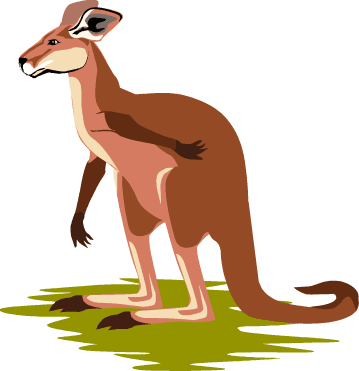 kangaroo