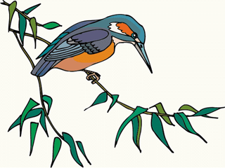 kingfisher
