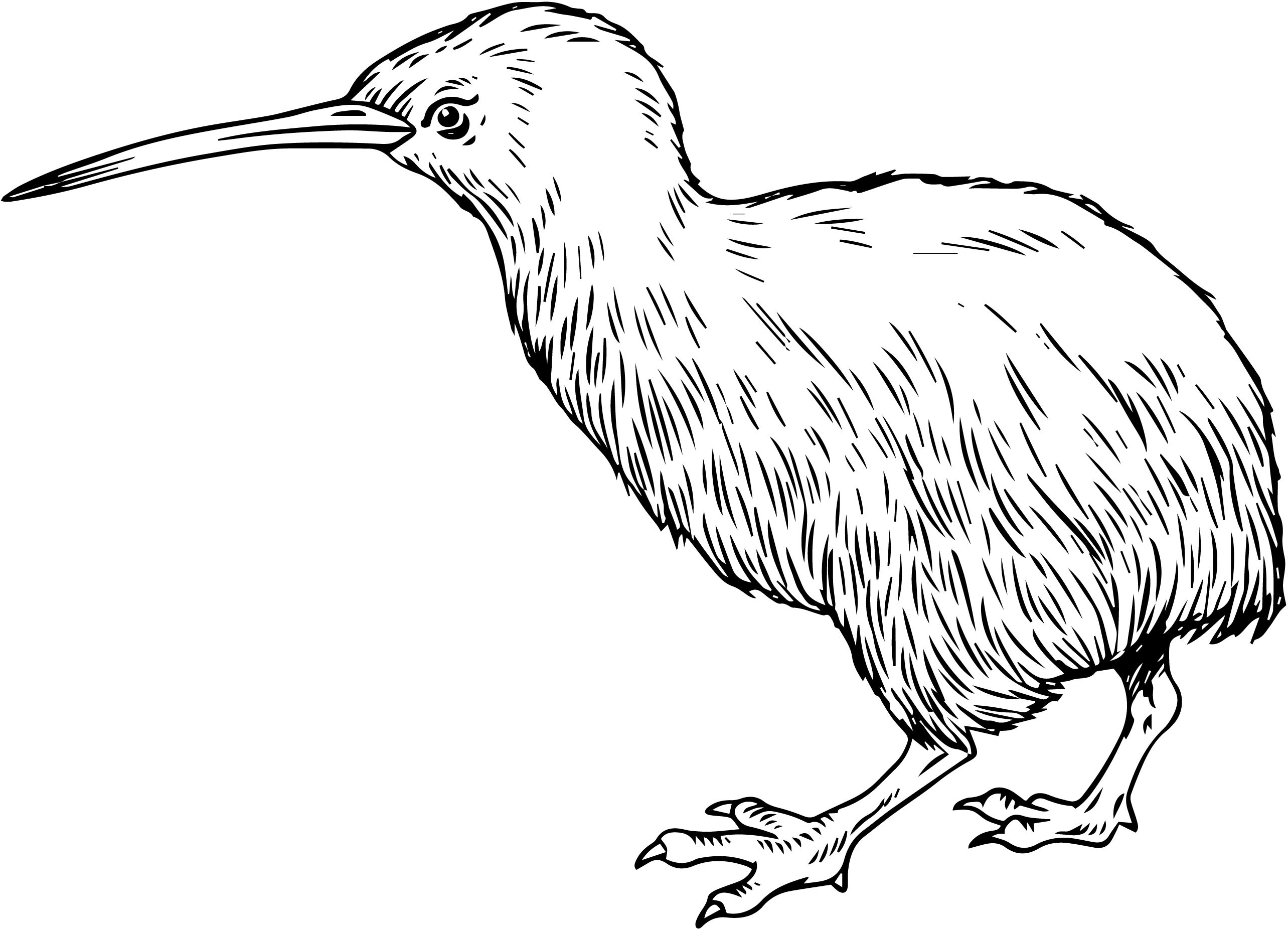 kiwi