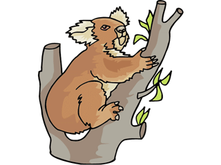 koala