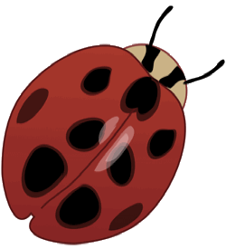 ladybug