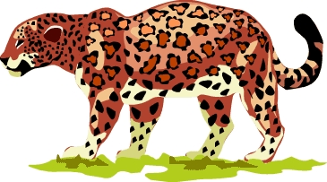 leopard