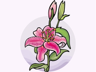 lily