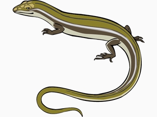 lizard
