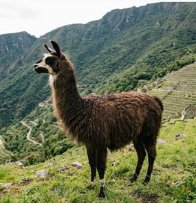 llama