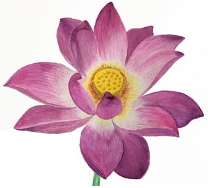lotus