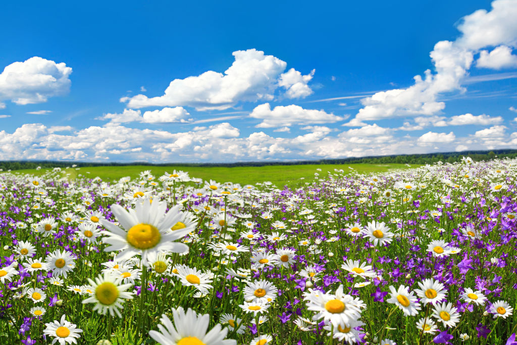 meadow