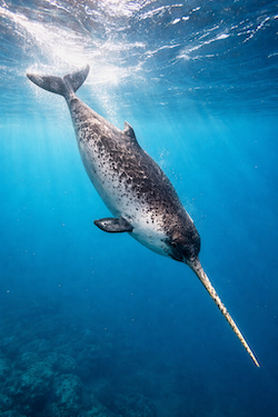 narwhal